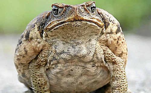 The cane toad found at Toormina this week. The cane toad found at Toormina this week.